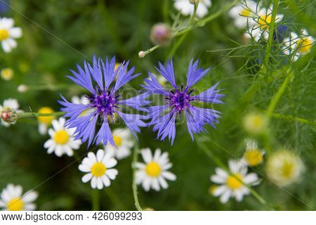 Centaurea And Mayweed Blooming In A Meadow