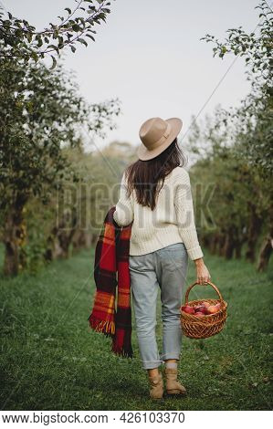 Back View Of Woman In Straw Hat, White Sweater And Jeans Holdind Plaid And Basket Full Of Aplle Walk
