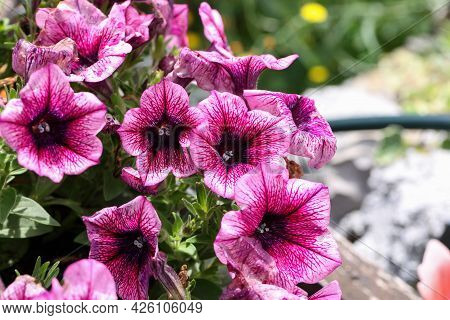 Purple Petunia Flowers In The Garden In Spring Time