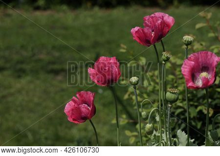 Red And Purple Poppy On A Dark Background