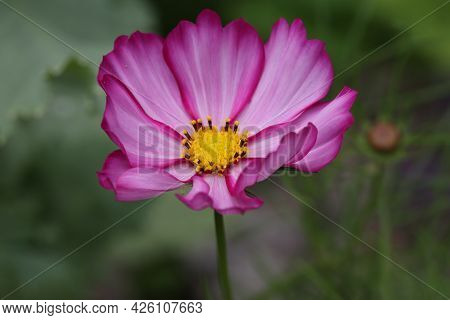 Purple Cosmos Flower On A Green Background