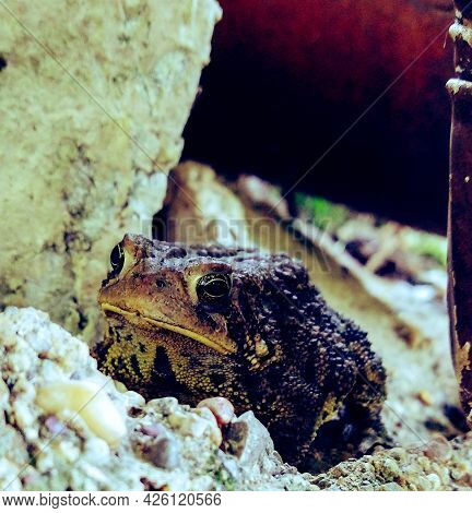Photo Of A Toad Hiding In The Shade Of Some Rocks