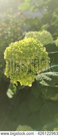 The Green And White Flower And Foliage Of The Mophead Hydrangea. A Beautiful Hydrangea Flower Bush I