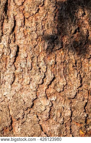 Bark Of Pine Tree. The Texture Of Spruce Bark. Seamless Tree Bark Background. Brown Texture Of The O