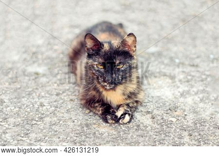 The Tortoiseshell Cat Lies On The Ground And Rests
