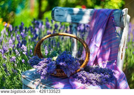 Basketwith Lavender Bouquet On Vintage Chair, On Lavender Field Background