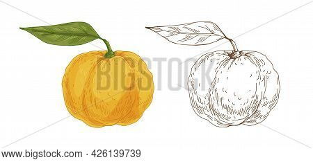 Colored And Outlined Yuzu Fruits. Vintage Botanical Drawing Of Japanese Citrus With Yellow Skin And 