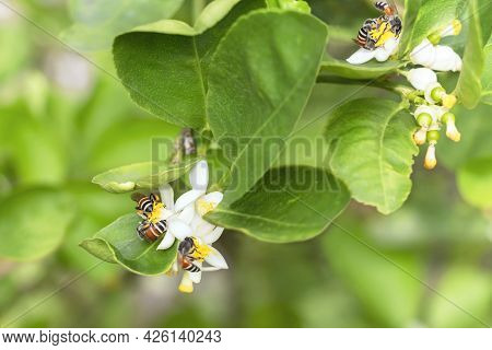 Honey Bee Or Apis Florea Bee Flying Collecting Pollen And Nectar Over White Flower Of Lime Tree In B