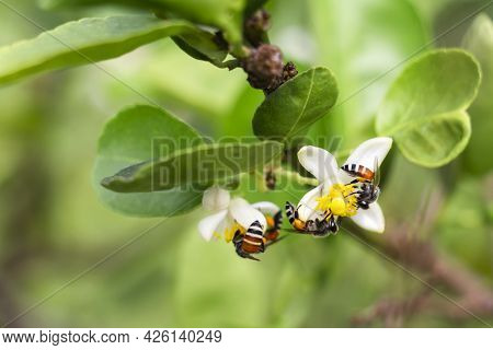 Honey Bee Or Apis Florea Bee Flying Collecting Pollen And Nectar Over White Flower Of Lime Tree In B