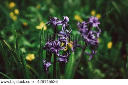 Nature Background. Purple Hyacinth On A Background Of Green Grass. Lilac-blue Hyacinth Flower. Sprin