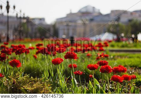 Red Tulips On Manezhnaya Square In Moscow. Flower Beds In The Park In The City Center. Manezhnaya Sq