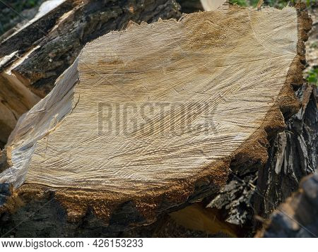 A Large Log Is Cut Up. Close-up. The Texture Of The Sawn Wood. Natural Wood Background.