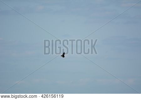 Great Eagle In The Blue Sky In Summer