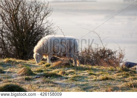 Herdwick Wooly Sheep On A Hill Top In The Morning Sunrise With A Frost.