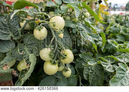 Green Tomato Growing Garden Organic Vegetables Fresh