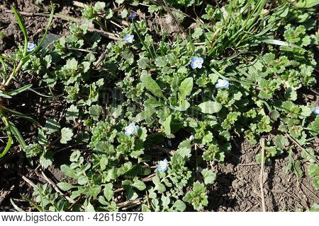 Close View Of Small Blue Flowers Of Veronica Polita In Mid March