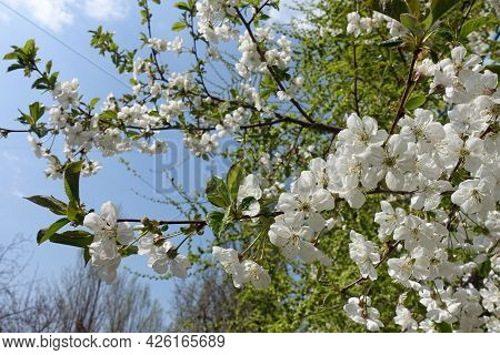 Blue Sky And Blossoming Branches Of Cherry Tree In April