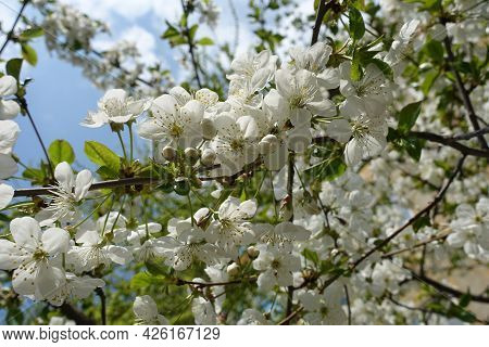 Cherry Tree Branch With Buds And Flowers In April