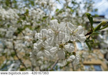 Close Shot Of White Flowers Of Cherry Tree In April