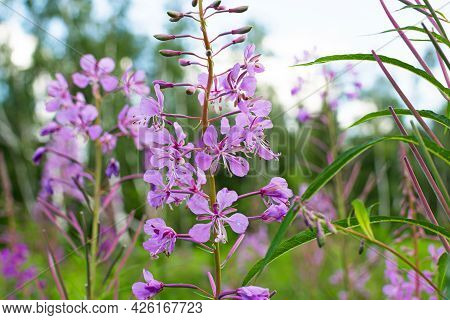 Field Of Blooming Sally Flowers, Wild Medicinal Herbal Tea Of Willow Plant Or Epilobium. Willow-herb