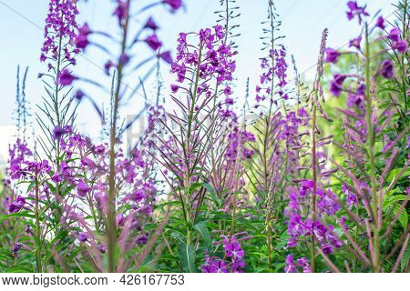 Field Of Blooming Sally Flowers, Wild Medicinal Herbal Tea Of Willow Plant Or Epilobium. Willow-herb
