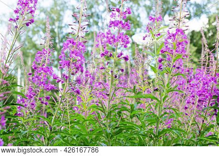 Field Of Blooming Sally Flowers, Wild Medicinal Herbal Tea Of Willow Plant Or Epilobium. Willow-herb