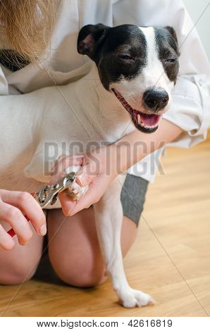 Femme, couper ses griffes de petit chien