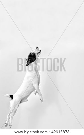 Larga duración Jack Russell Terrier en salto. Blanco y negro