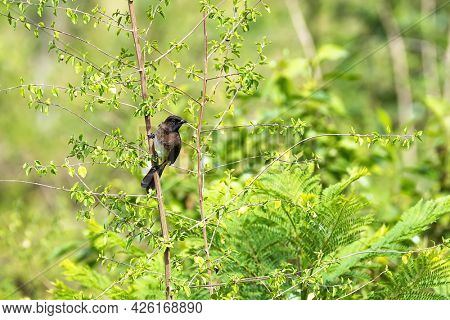 Common bulbul, Pycnonotus barbatus, perched in a tree in the Masai Mara, Kenya. 