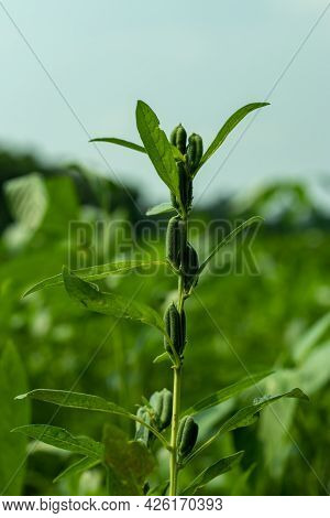The Seeds Are Yellowish-white, Brown, Or Gray To Black In Colors. The Oilseed Crop, Sesamum Indicum 