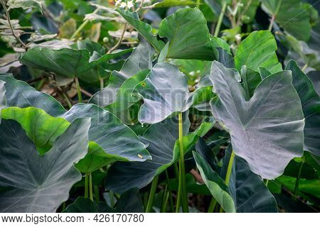 Stock Photo Of Evergreen Giant Taro Leaves Or Colocasia Plant , Alocasia Plant , Elephant Ear Leaves