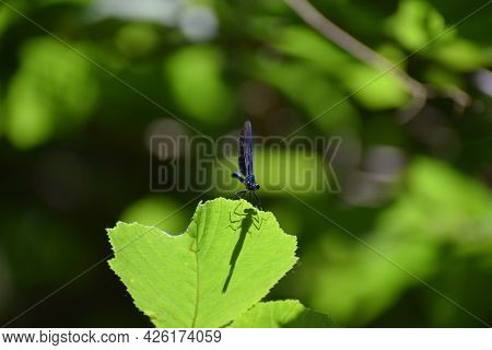 Blue Male Damselfly Scientifically Called Calopterygidae On A Leaf