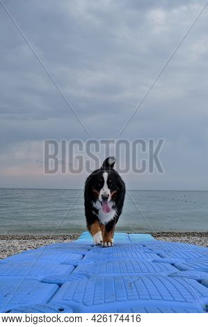 Large Thoroughbred Dog On Vacation On The Seaside Looks Ahead And Enjoys Life. Charming Bernese Moun
