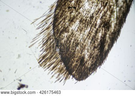 Ephestia Elutella, Wing Of Grain Moth With Scales Macro Close Up Under The Light Microscope, Magnifi