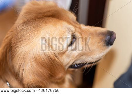 Side View Golden Retriever Waiting For Food. His Mouth Is A Little Bit Open.closeup.