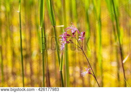 Blooming Pink Flower On A Green Stem In A Meadow. There Is A Nice Bokeh In The Background.