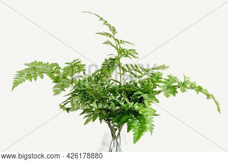 Fresh green leatherleaf fern isolated on background