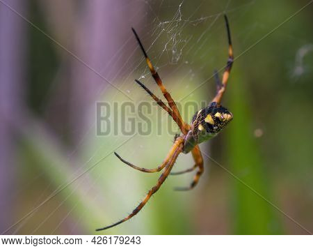 Macro Photography Of A Silver Argiope Garden Spider Hanging From Its Web In A Garden Near The Coloni