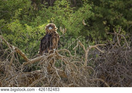 Bateleur Eagle Juvenile Perched On A Tree In Backlit In Kgalagadi Transfrontier Park, South Africa ;