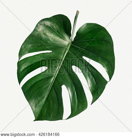 Monstera delicosa plant leaf  on a white background