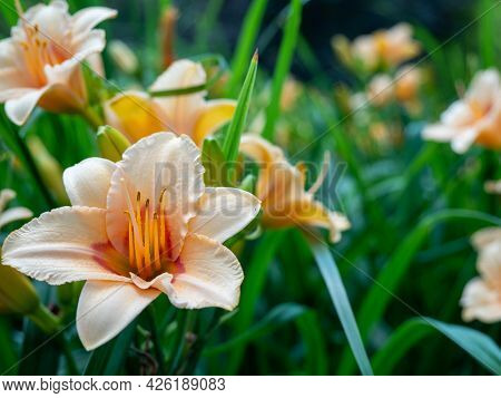 Daylilies Of Rich Orange Color In The Garden. High Quality Photo.