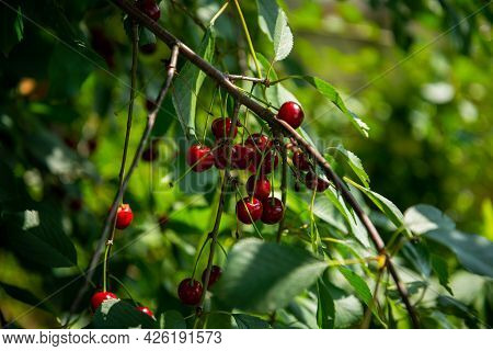 Red Ripe Cherry Berries Prunus Subg. Cerasus On Tree In Summer Vegetable Garden.