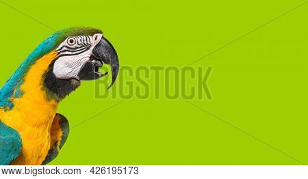 Head shot of a Blue-and-yellow macaw,  beak open, side view. On green background 