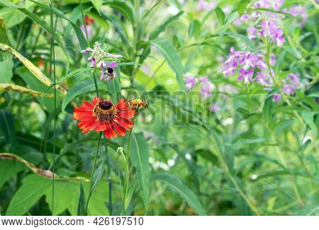 Blooming Red Gelenium 'moerheim Beauty' In The Summer Garden