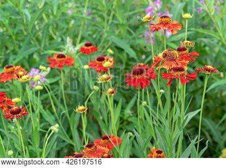Blooming Red Geleniums 'moerheim Beauty' In The Summer Garden