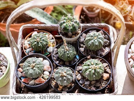 Goloden Echinopsis Calochlora Cactus. Desert Plant. Group Of Small Cactus In The Pot . Selective Foc