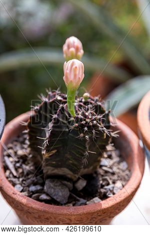 Goloden Echinopsis Calochlora Cactus. Desert Plant. Group Of Small Cactus In The Pot . Selective Foc