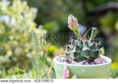 Goloden Echinopsis Calochlora Cactus. Desert Plant. Group Of Small Cactus In The Pot . Selective Foc