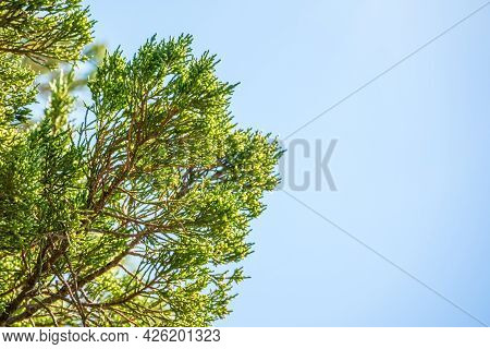 Green Leaves Of A Juniper Tree Evergreen