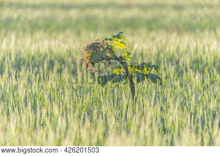 Lonely Heracleum Plant On The Field With Rye.